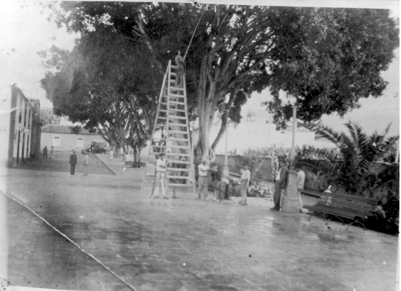 Antiguo tratamiento de los Laureles de Indias. Archivo: MVH