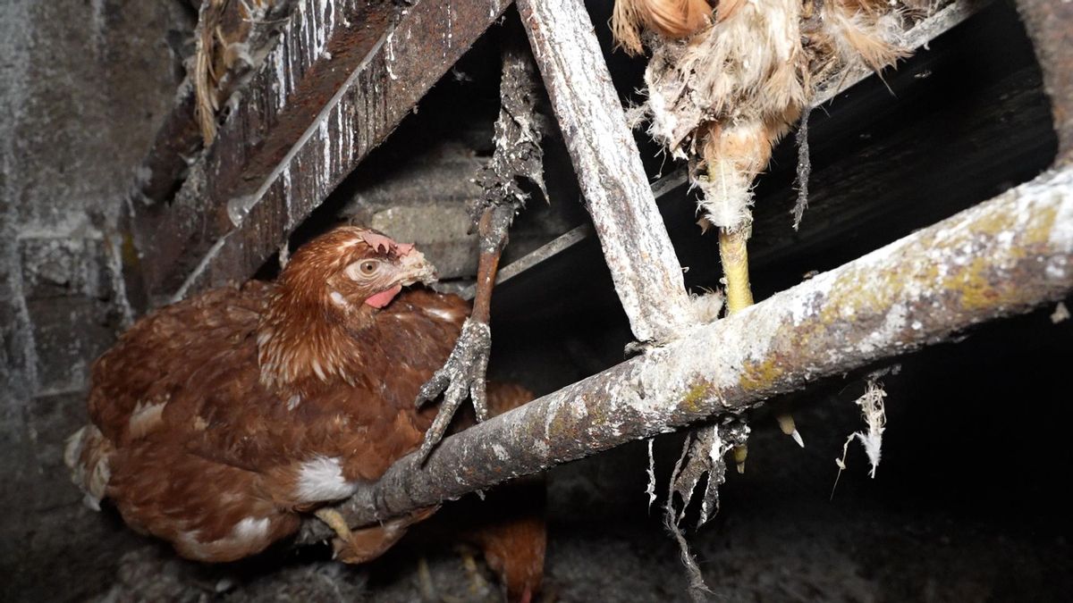 Gallina viva posada sobre conducciones recubiertas de suciedad, junto a patas y restos de aves en descomposición avanzada.