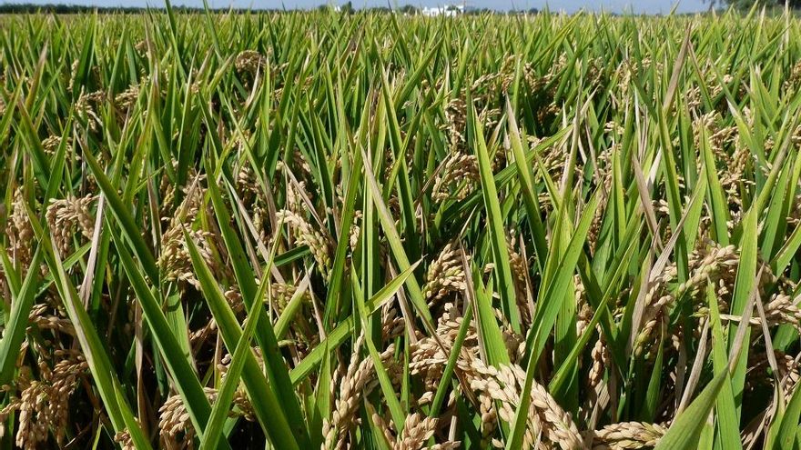 La Unió denuncia la entrada de 7.500 toneladas más de arroz extranjero, y eleva las importaciones a casi 14.000 en pocos días