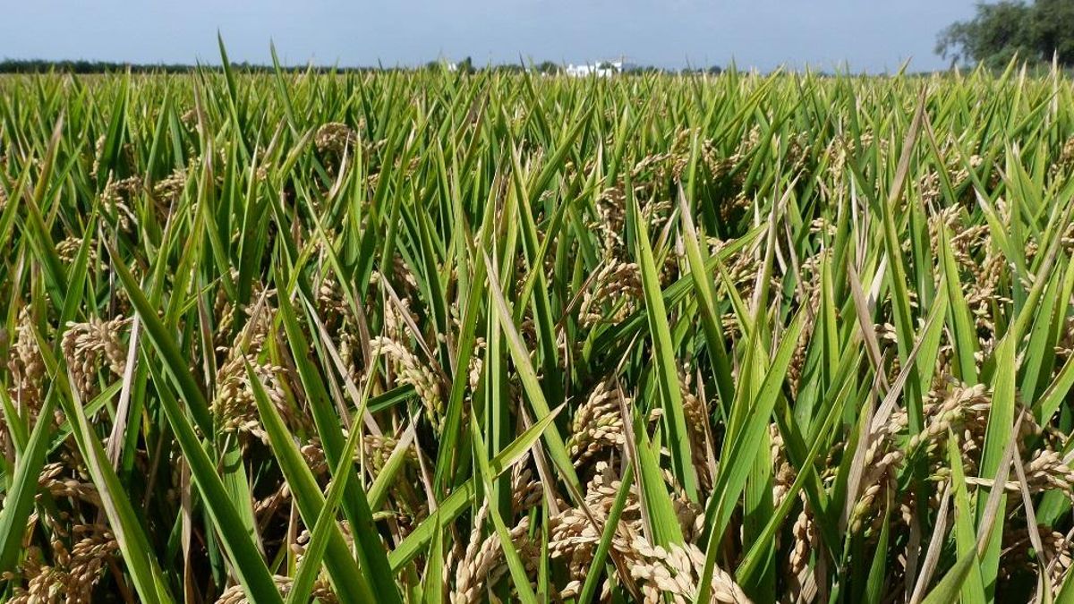 Arrozal en l'Albufera.