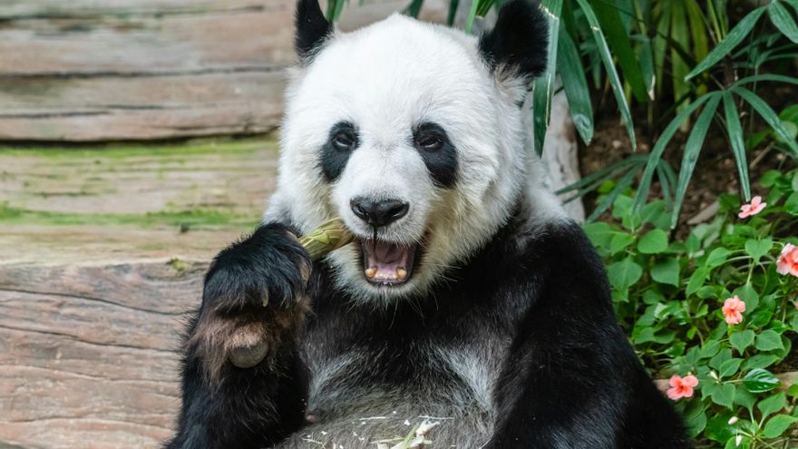 ¿Por qué los osos panda prefieren comer bambú? Un nuevo estudio da más detalles sobre su dieta