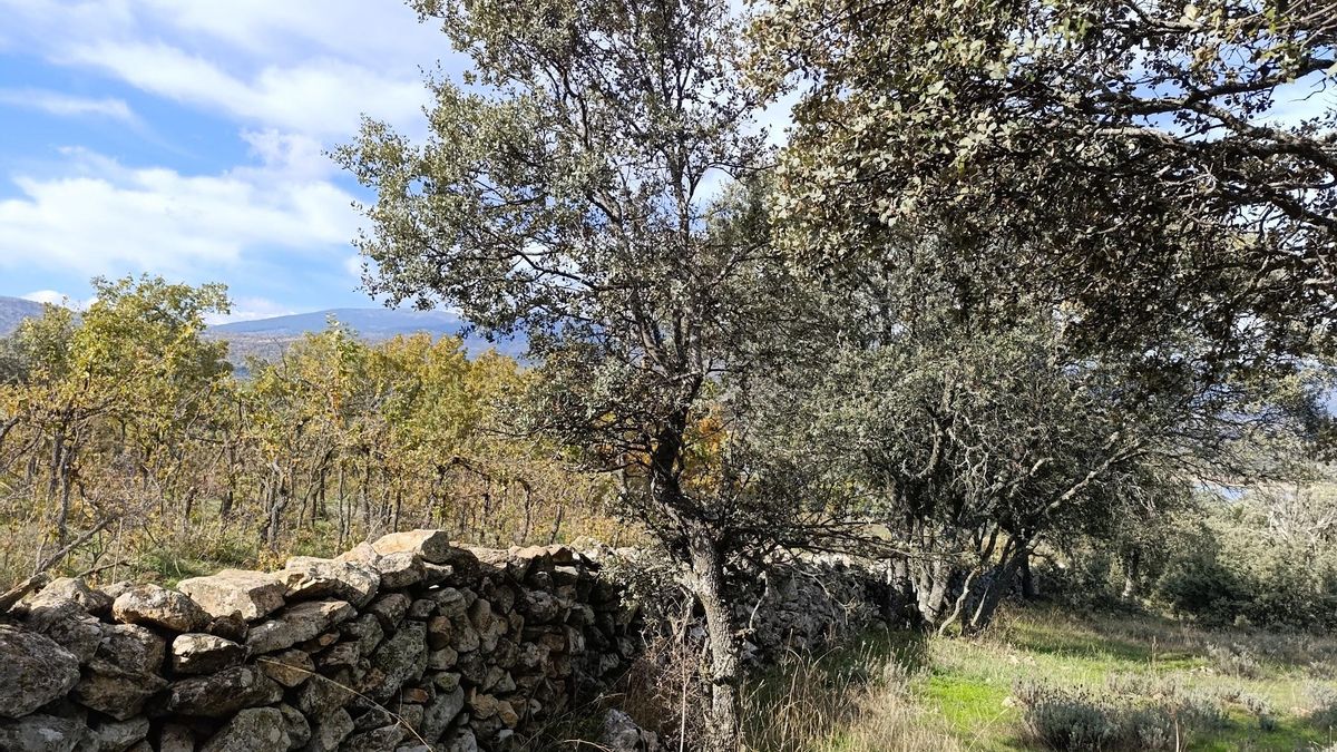 Antonio Gómez, catedrático de Ecología: "Hemos transformado los paisajes agrarios seguros en paisajes de riesgo"