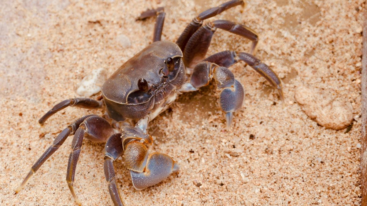 El Jurásico temprano abrió nuevas zonas marinas tras una gran extinción