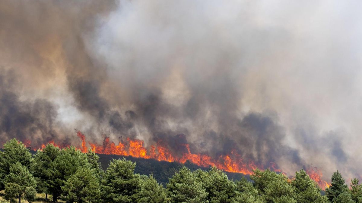 Una pareja de Almoguera ofrece una parcela para acoger al ganado afectado por el incendio de La Mierla