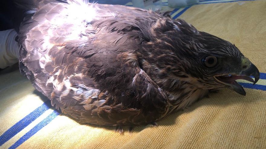 Aguililla con el húmero partido por un disparo en Gran Canaria