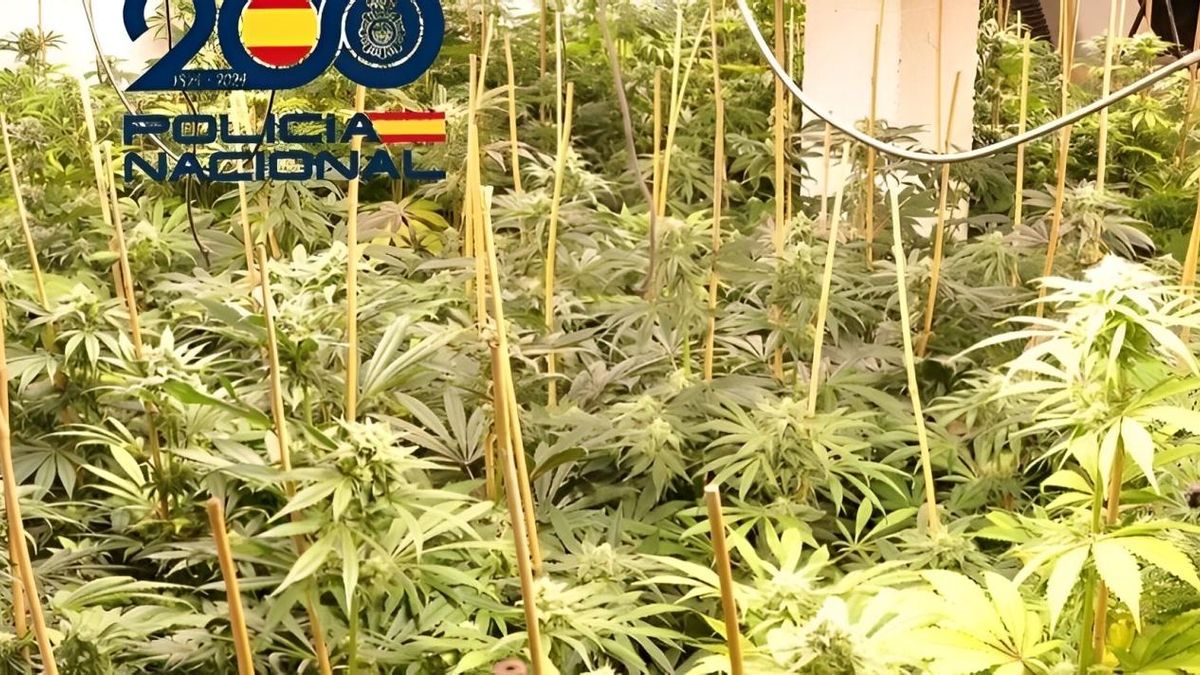 Detalle de la plantación de marihuana indoor localizada por la Policía en un local de Gijón.
