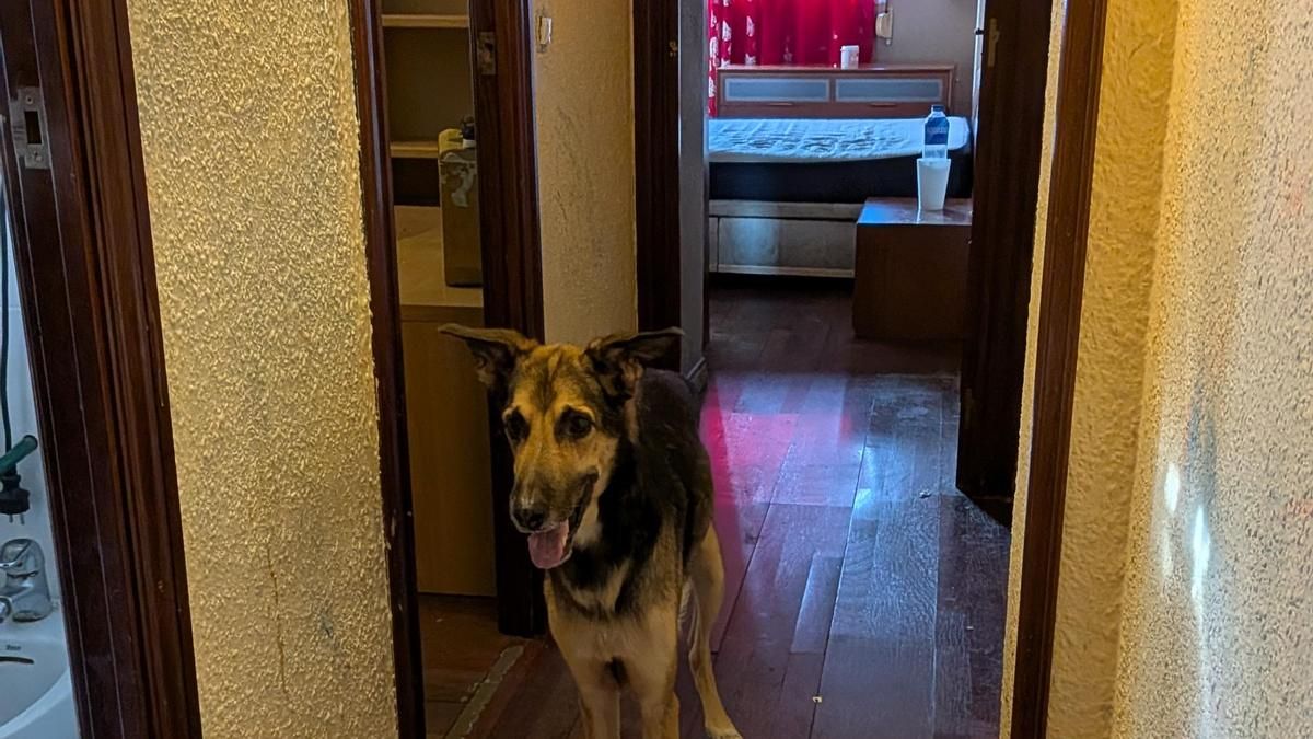 Yaco, el perro de la familia, en el piso vacío antes de conocer el desenlace del desahucio