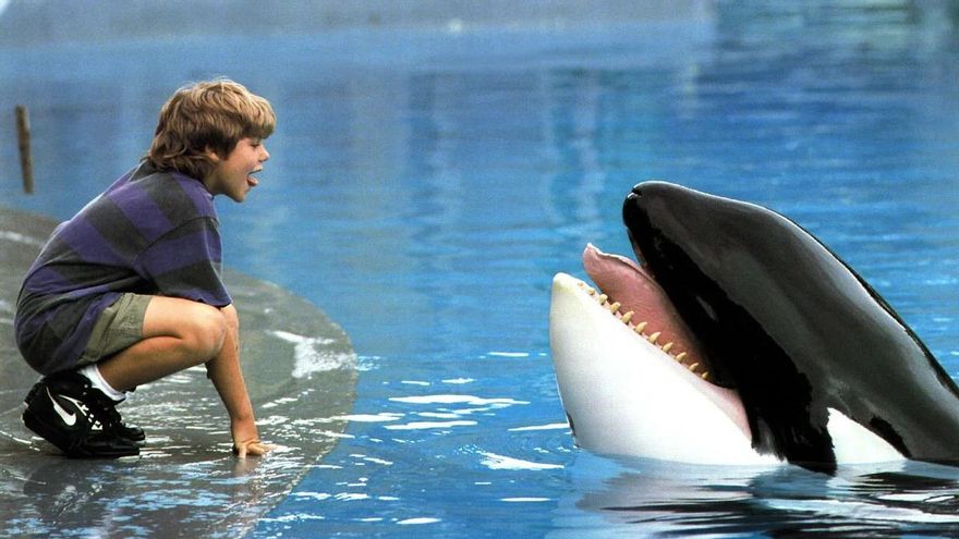 La historia de Keiko, la orca que fue estrella de cine y que consiguió ser libre tras años en cautiverio