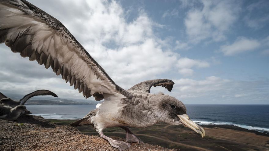 Medio centenar de pardelas retoman su viaje  tras desorientarse con las luces de Las Palmas de Gran Canaria