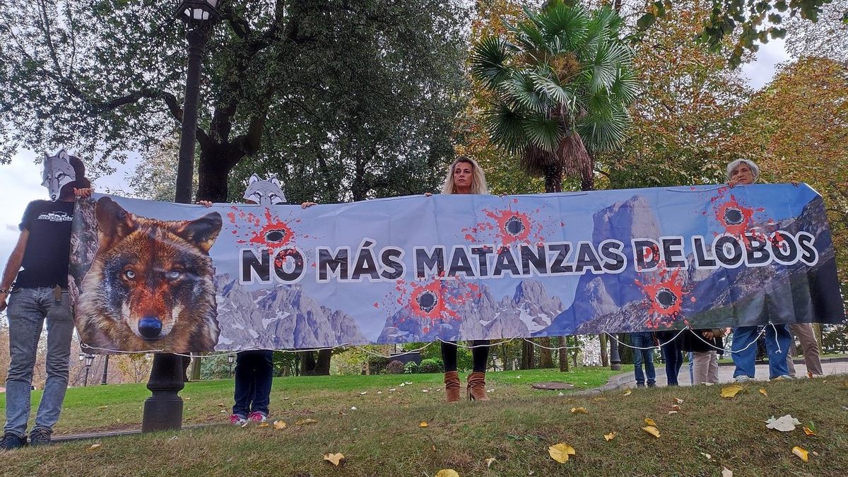 Integrantes del Grupo Lobo Oviedo portan una pancarta donde reclaman que no se produzcan matanzas de ejemplares.