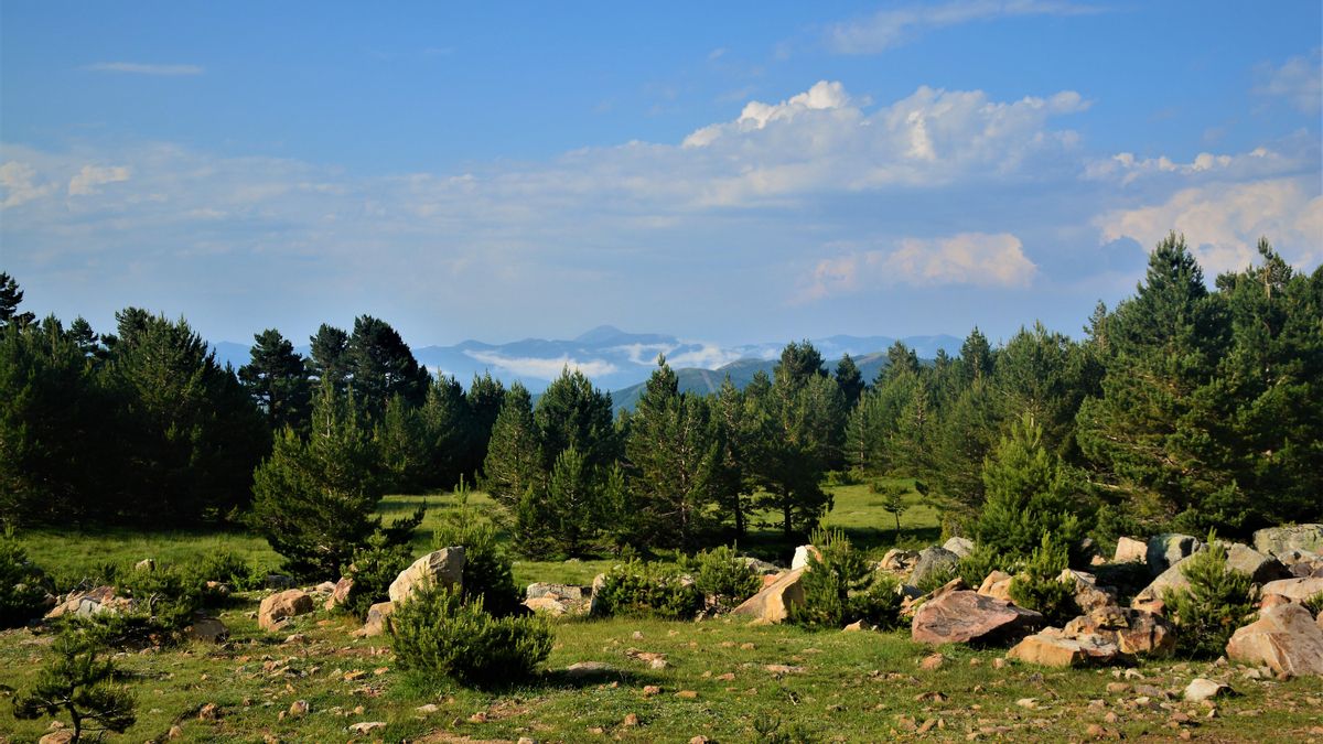 Pinos creciendo en la Laguna Negra de Neila, en Burgos.