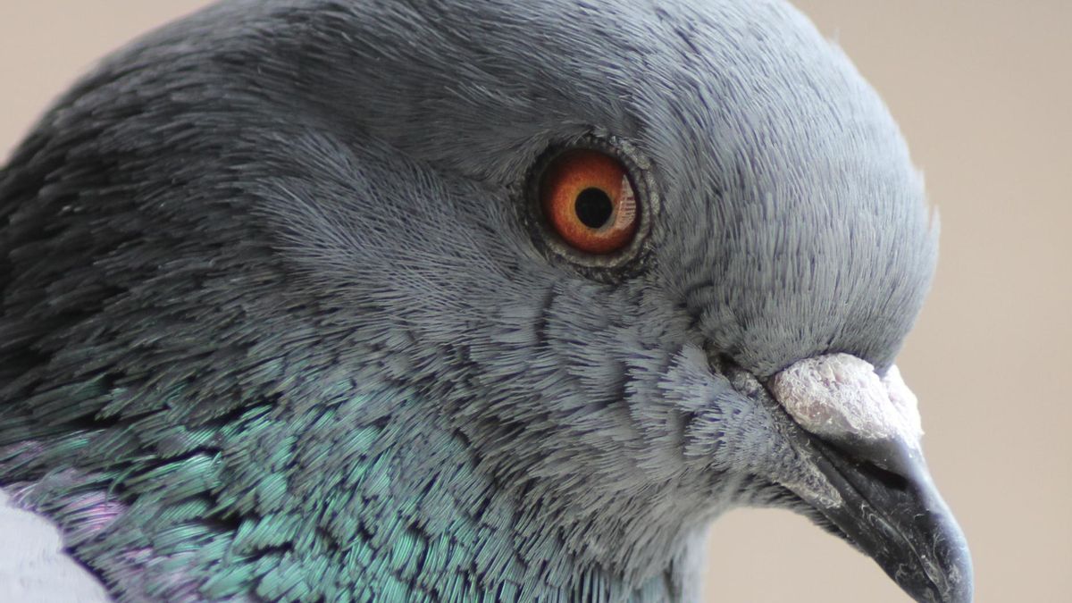 La dieta acerca las palomas al modo de vida humano