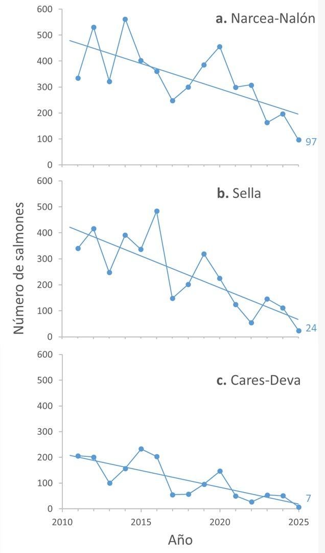 Comparativa del descenso de salmones en los ríos asturianos del Narcea-Nalón, Sella y Cares-Deva.