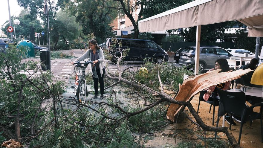 Un árbol partido de cuajo por la borrasca en Eduardo Dato