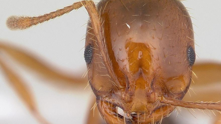 Cabeza de la hormiga roja de fuego.