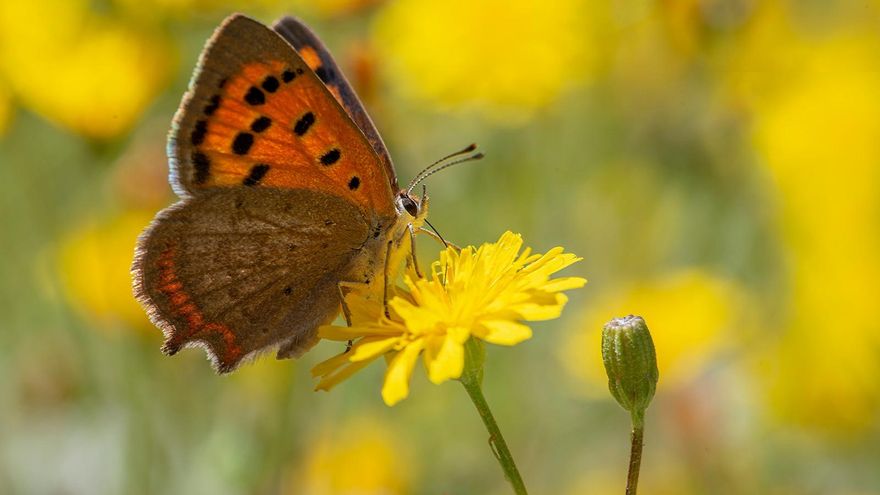 Lycaena Phlaeas.