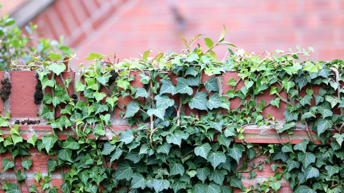 Más allá de las flores: cómo transformar tu balcón en otoño con plantas todoterreno