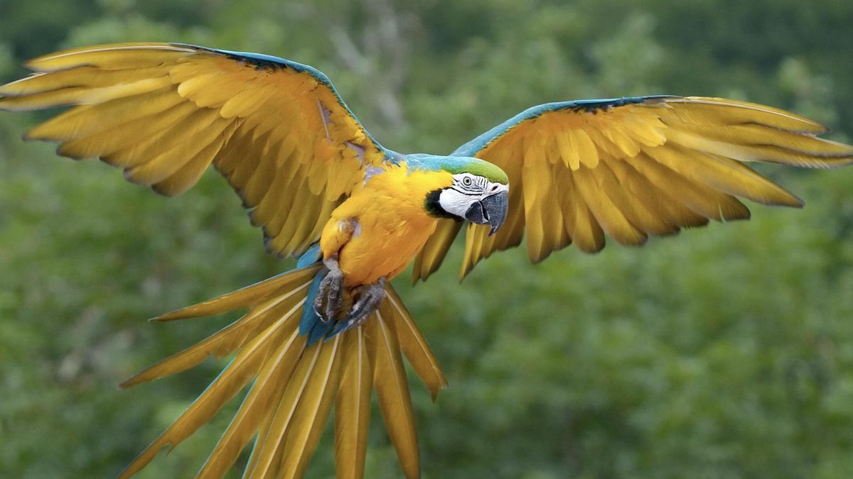 Las aves tropicales que los antiguos puebloanos cuidaban en el desierto del Cañón del Chacho eran parte de su vida ceremonial y no morían pese al clima seco