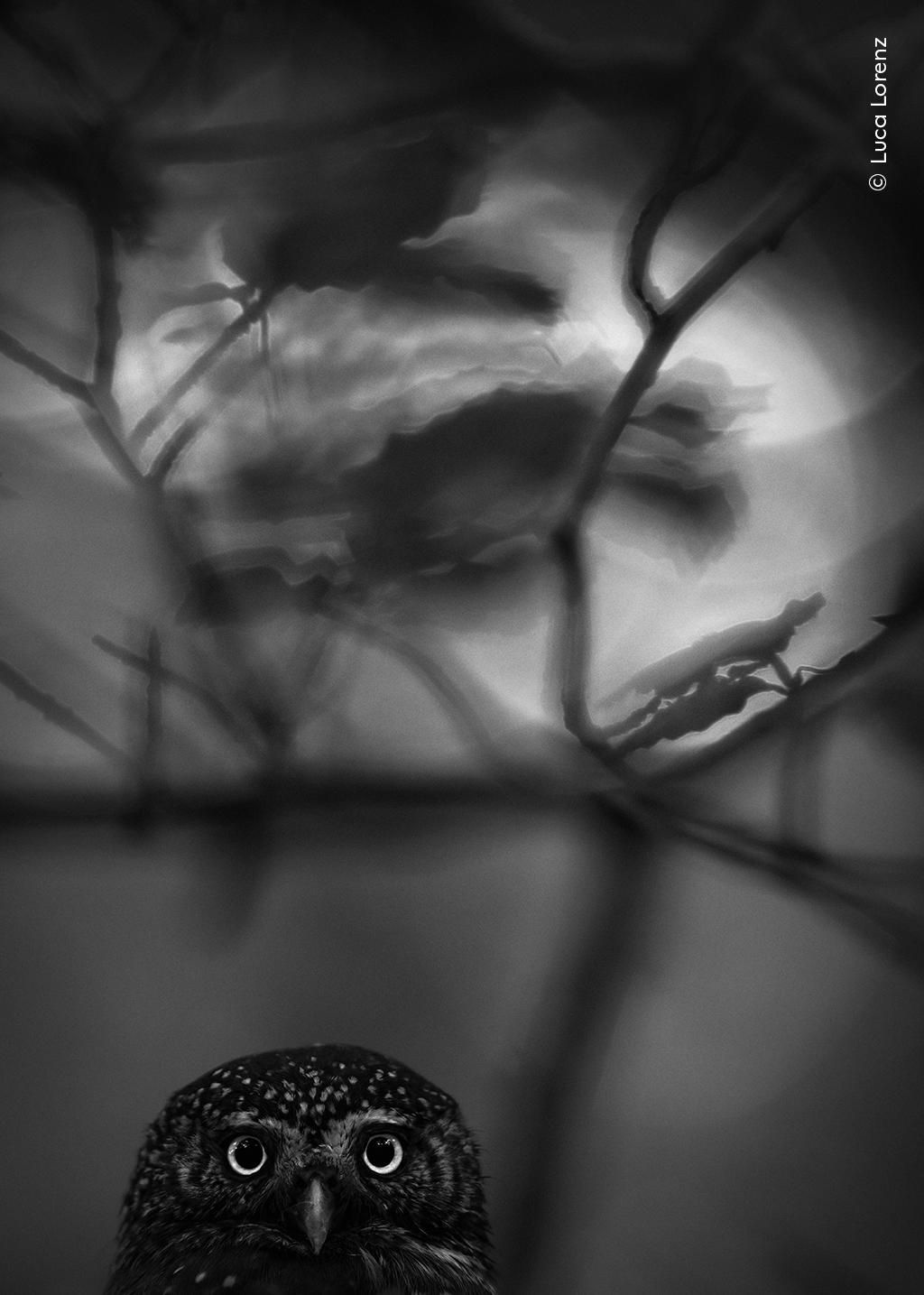 'Pequeño pero imponente', Premio Rising Star