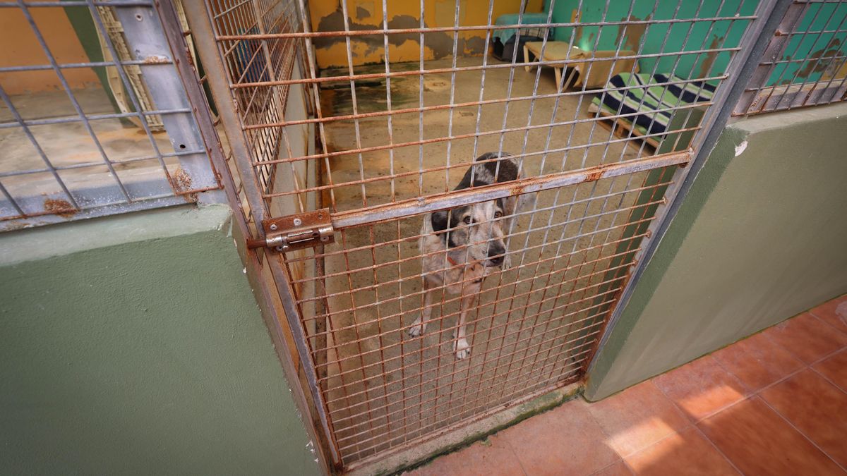 Ikram, la cachorra que llegó en patera, y sus compañeros viven entre filtraciones y jaulas corroídas por el óxido