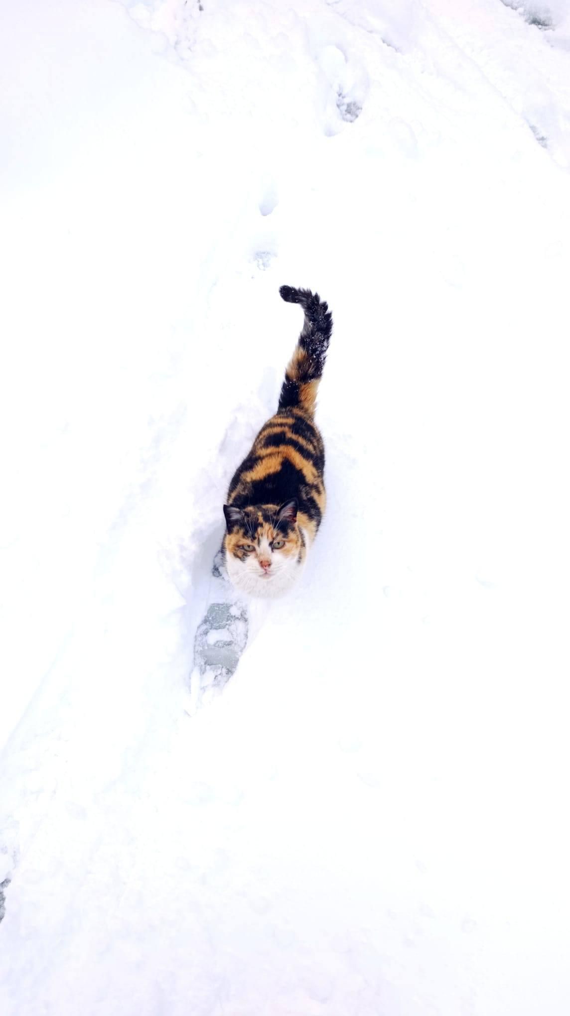 Un gato entre la nieve en Villanueva de Alcorón, en Guadalajara, este sábado 24 de enero de 2026