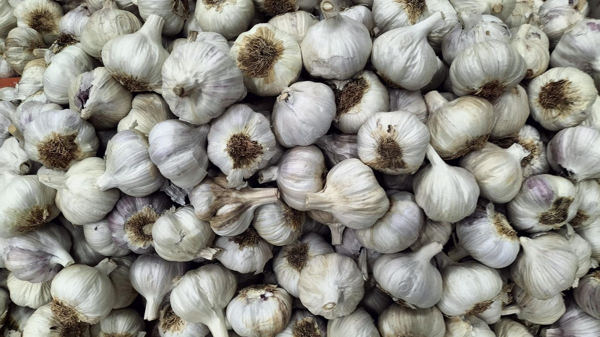 El sector del ajo alerta de pérdida de rendimientos y competitividad por las políticas europeas y las importaciones