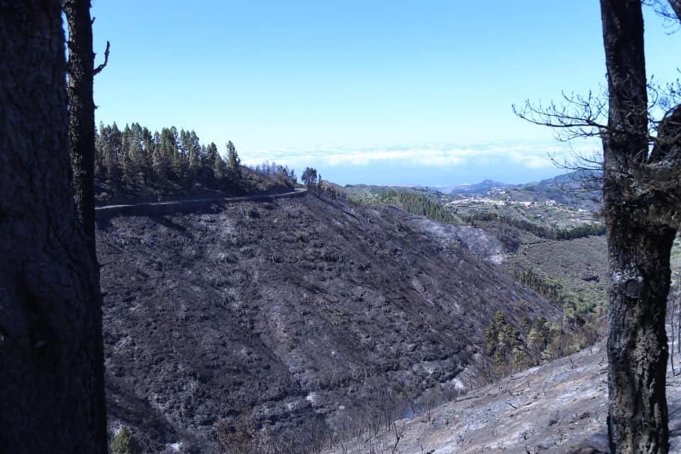 Consecuencias del fuego en la cumbre de Gran Canaria.