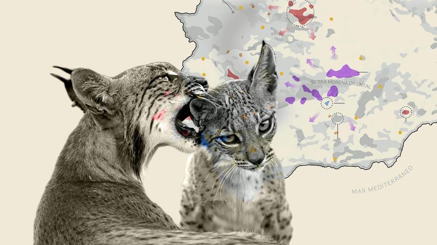 El lince sale tras dos décadas de la categoría de especie “en peligro de extinción”