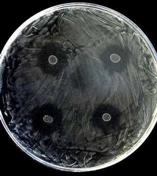 Patógeno de la caries Streptococcus mutans en una placa Petri.