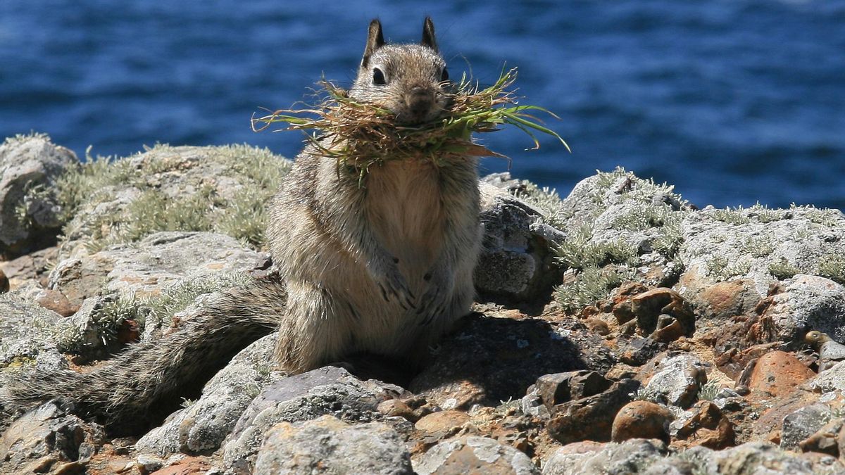 Las ardillas más jóvenes, torpes y vulnerables, han desarrollado una técnica sorprendente para despistar a sus depredadores más peligrosos