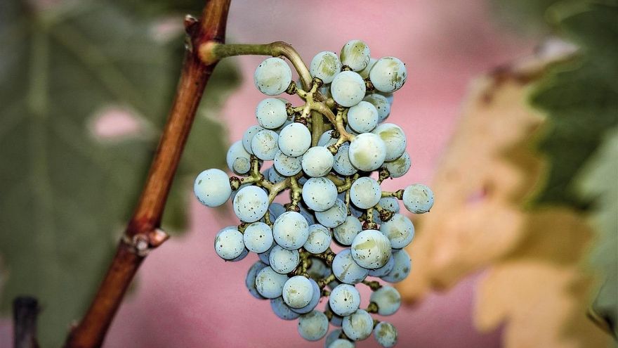 Vendimia en Castilla-La Mancha: la producción cae un 16%, los costes suben un 30% y el precio de la uva apenas se incrementa