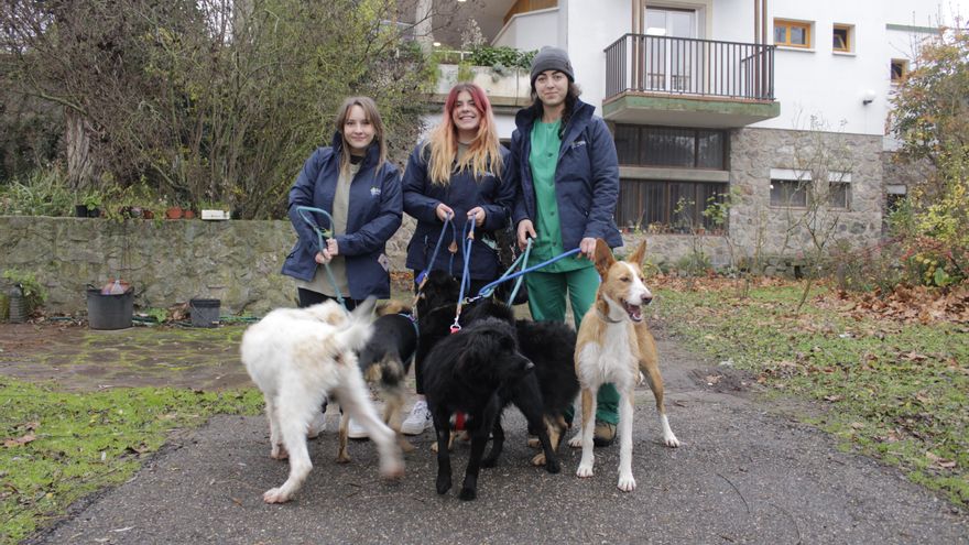 La Rioja llama a la adopción de animales: cada año se recogen unos 500 y solo se adoptan la mitad