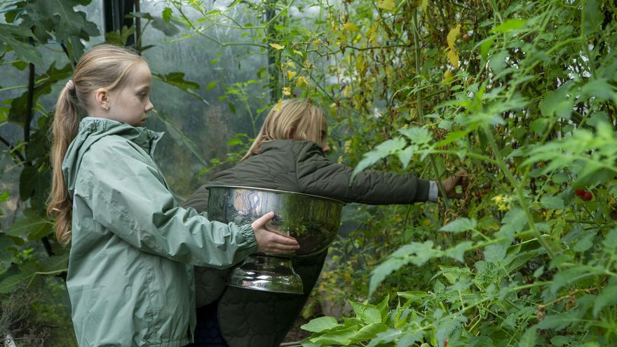 Dos niñas de primer grado de la escuela Langelinie recogen tomates cherry en el invernadero de la escuela.