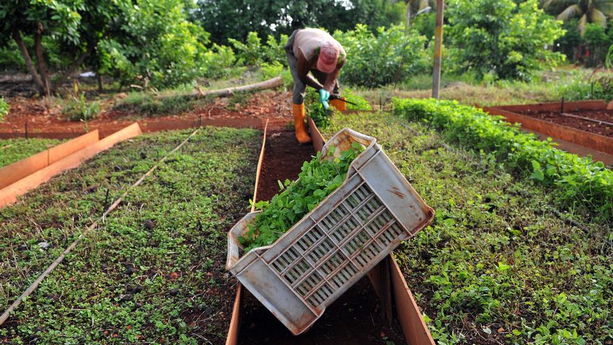 Fotografía de archivo de un hombre trabajando en un huerto. EFE/Alejandro Ernesto