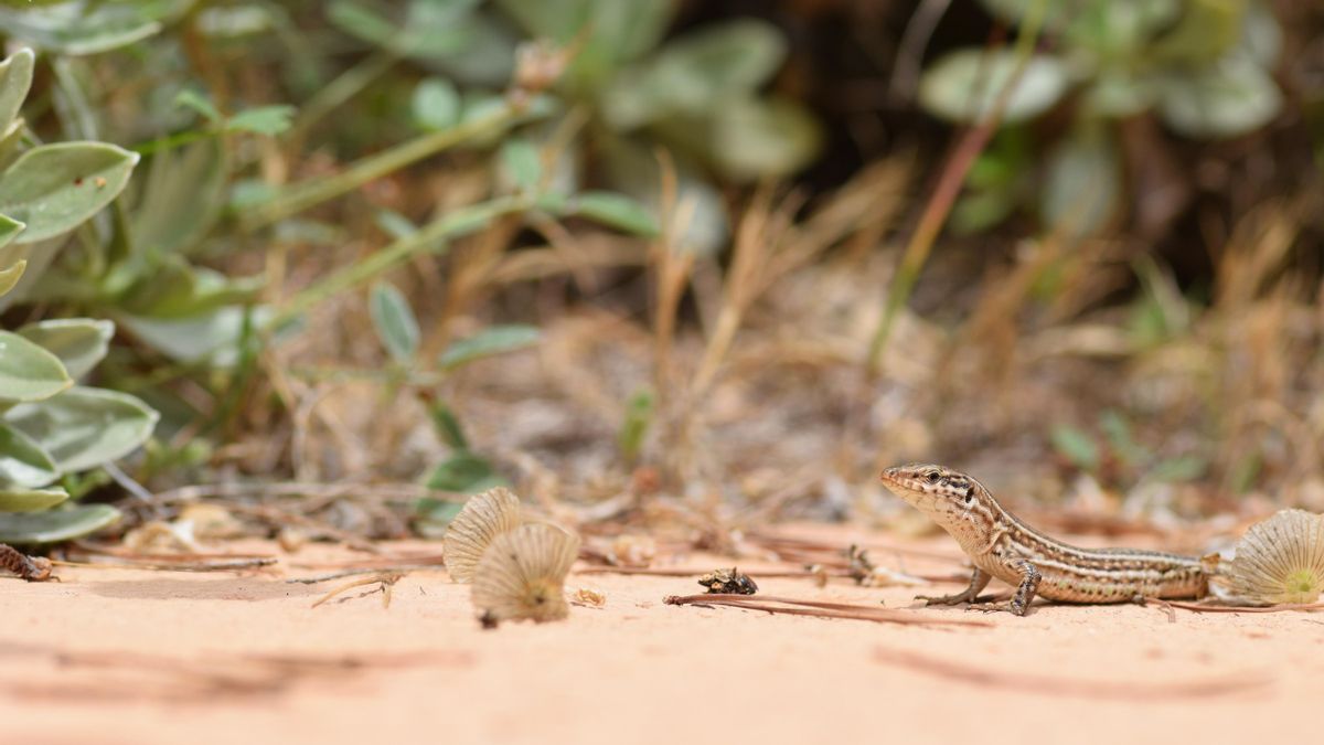 Las lagartijas han visto reducida su especie en un 70%, según el GEN-GOB.
