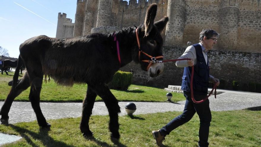 burros zamorano leoneses valencia de don juan feria de febrero