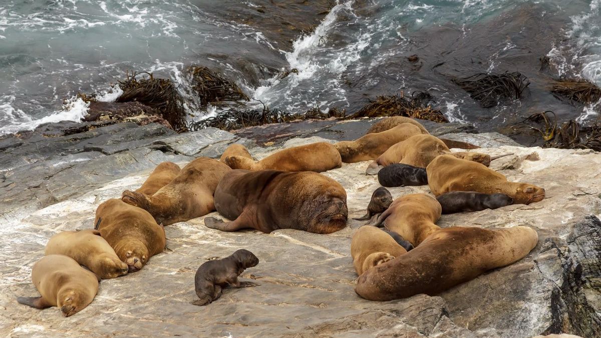 Gobierno de Chile evalúa permitir la caza de lobos marinos ante conflicto con pescadores pero científicos plantean alternativas