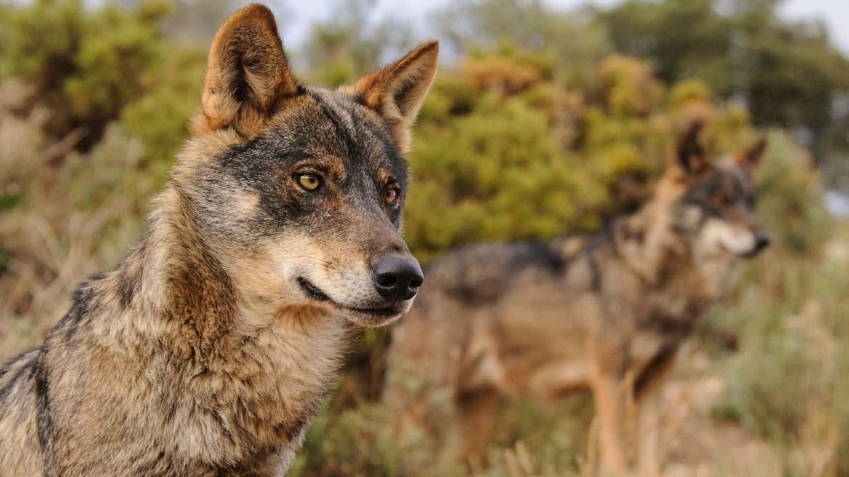 Archivo - Lobos