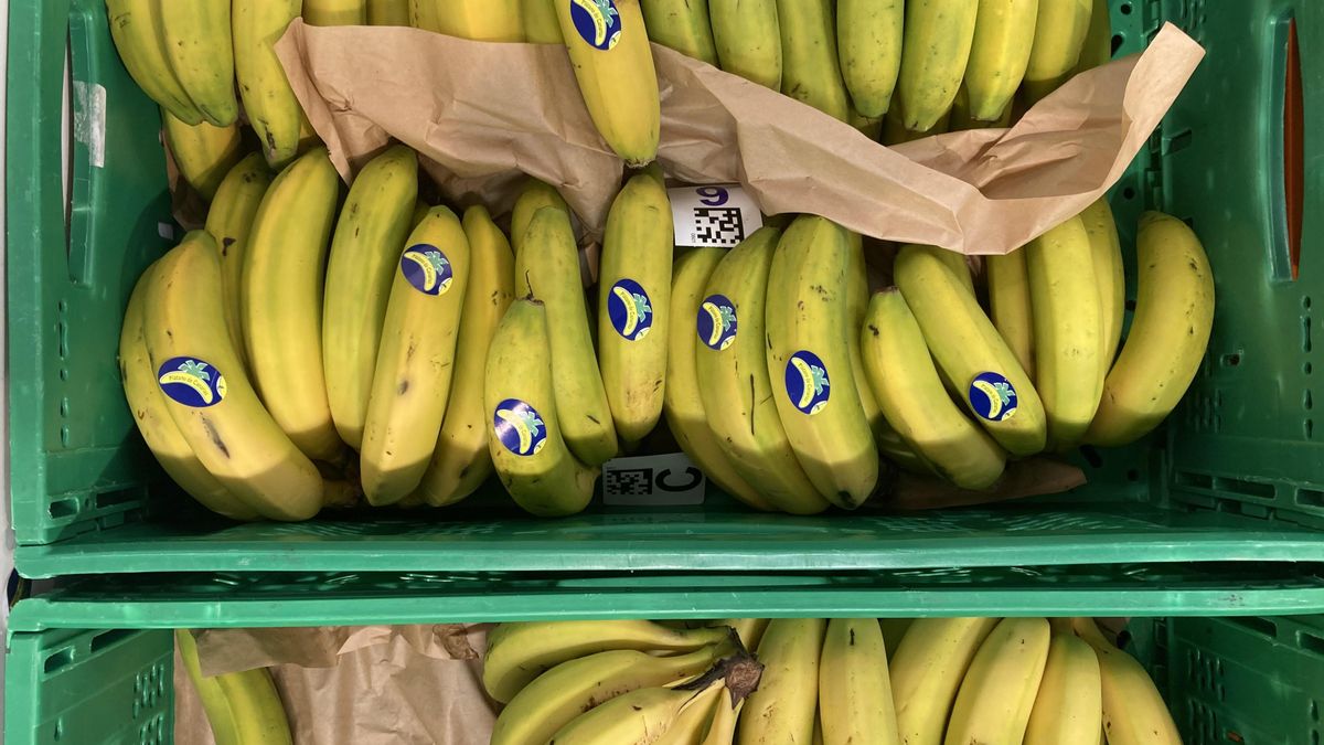 El plátano de Canarias se mantiene hasta mayo con cuota de mercado inferior a la ‘banana’ en la Península
