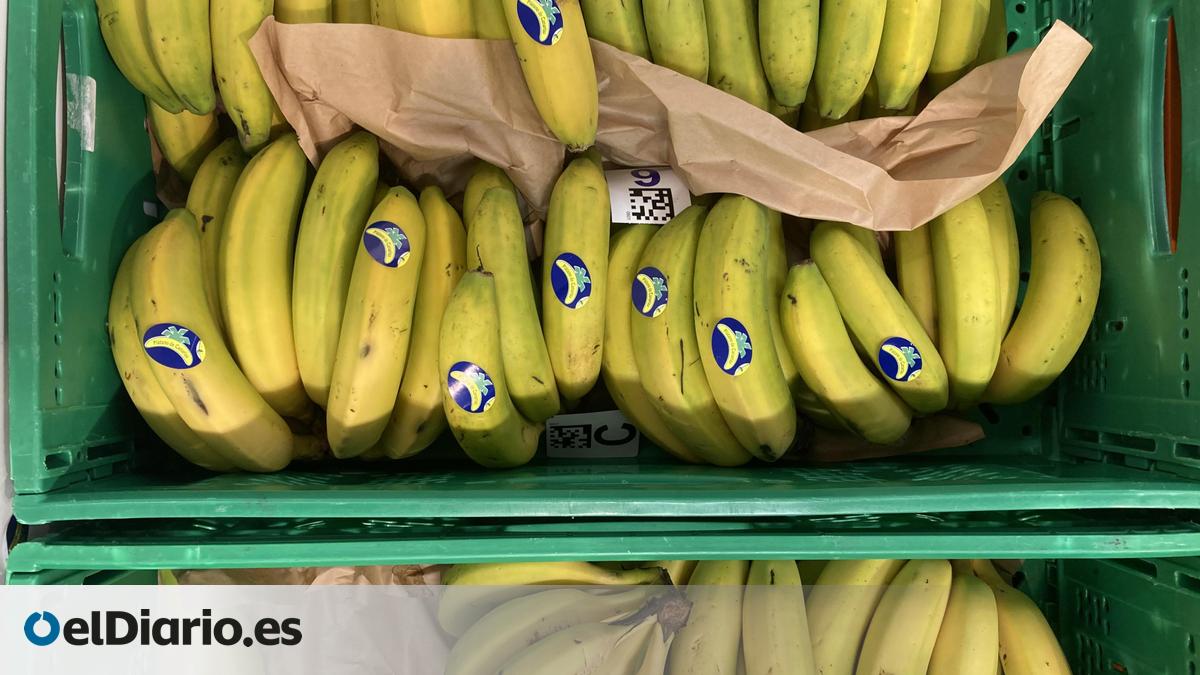 El plátano de Canarias se mantiene hasta mayo con cuota de mercado inferior a la ‘banana’ en la Península