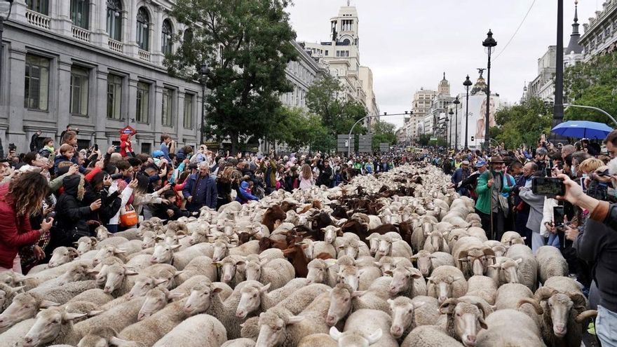 Y las ovejas tomaron Madrid: las imágenes de la Fiesta de la Trashumancia