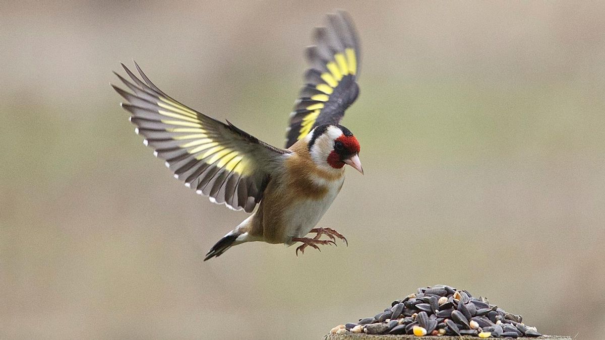 Un jilguero en vuelo