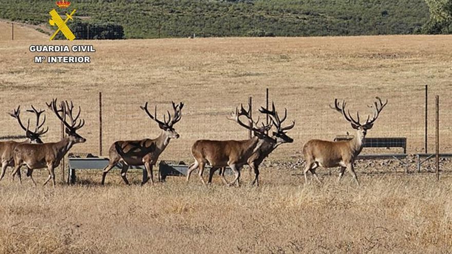 Dos personas pasan a disposición judicial por la muerte de dos ciervos sementales en una granja cinegética de Ciudad Real
