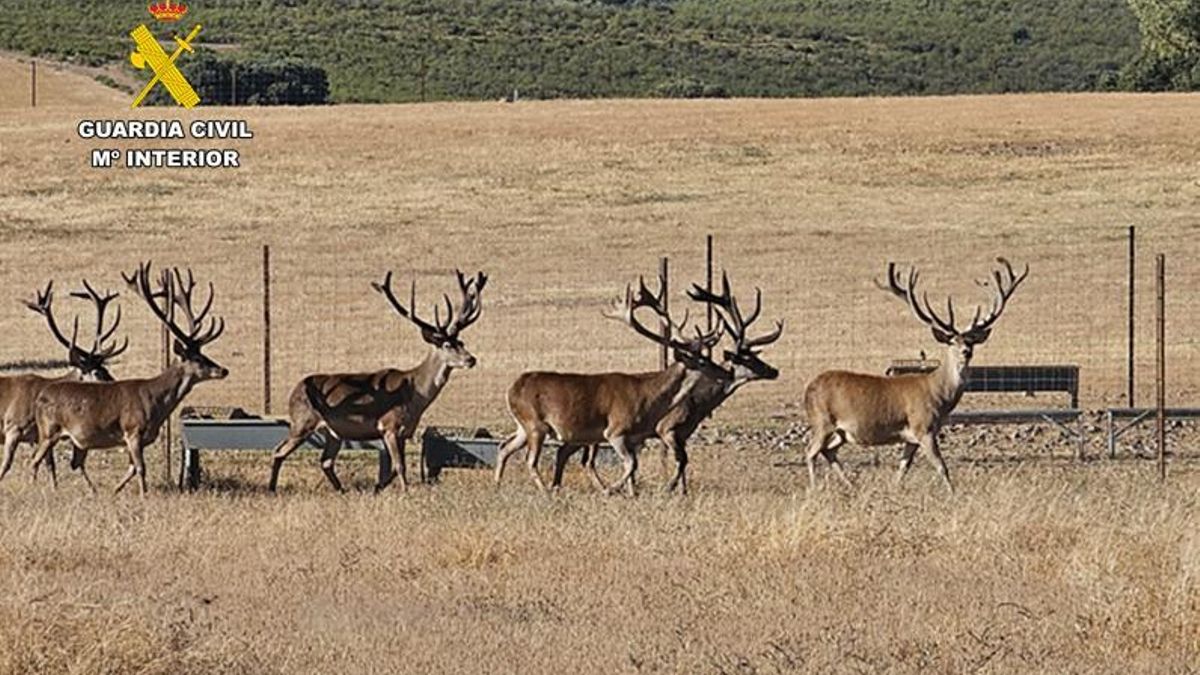 Dos personas pasan a disposición judicial por la muerte de dos ciervos sementales en una granja cinegética de Ciudad Real