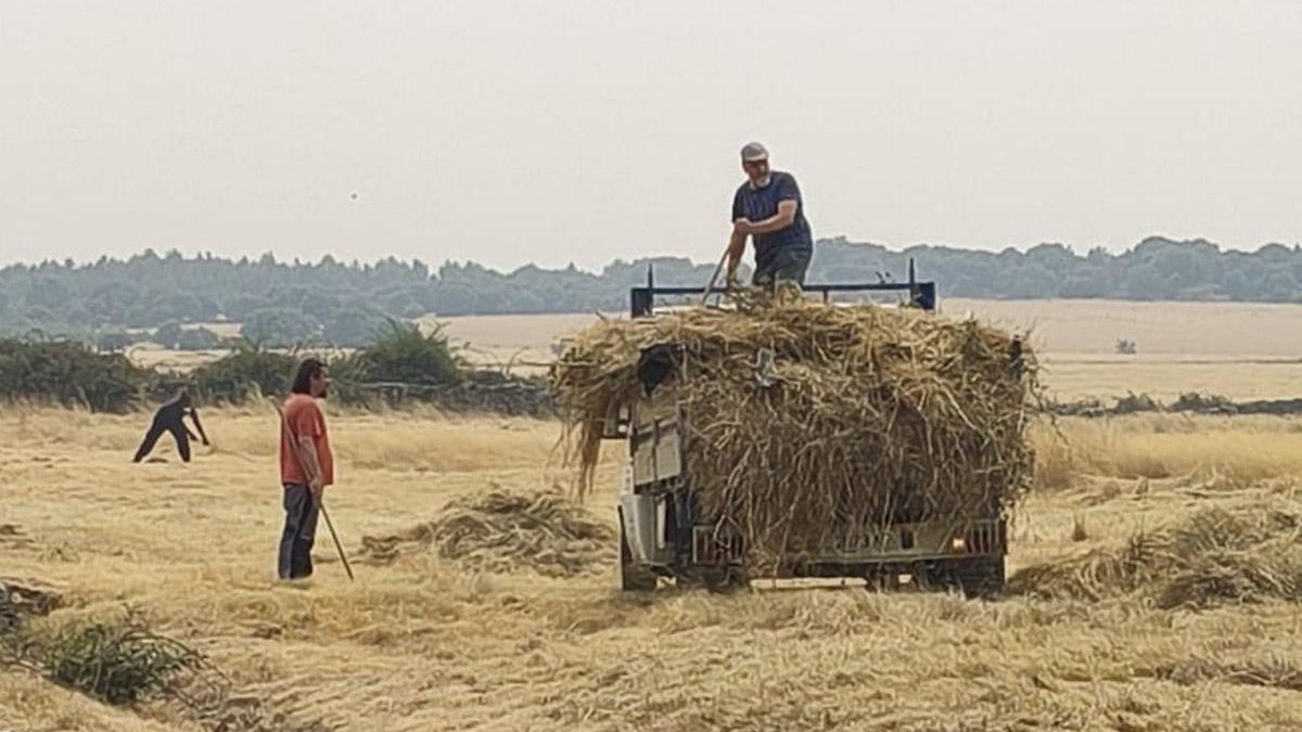 Labores de recogida de paja altamente inflamable.