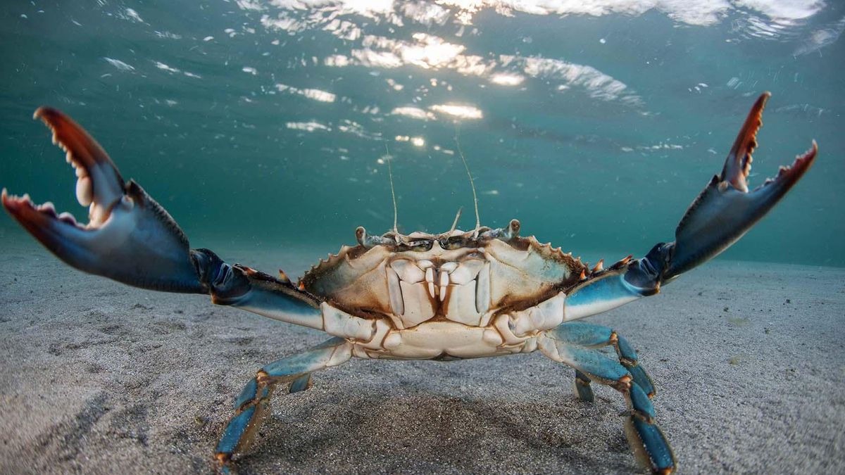 Arranca el ‘Blue Crab Show 2025’ en Los Alcázares