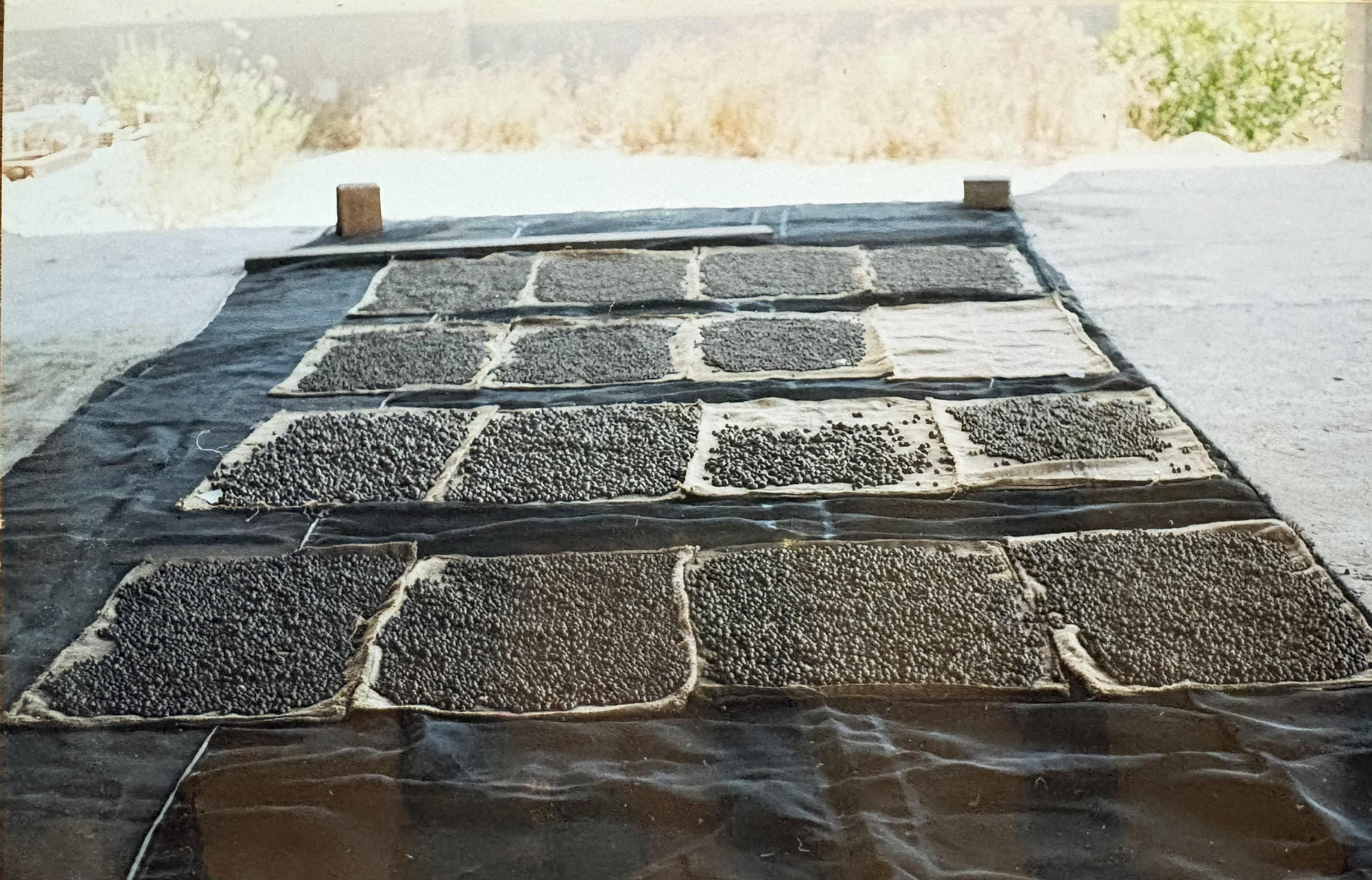 Bolitas de arcilla con semillas extendidas y secándose al sol antes de ser utilizadas en acciones de reforestación y regeneración del suelo