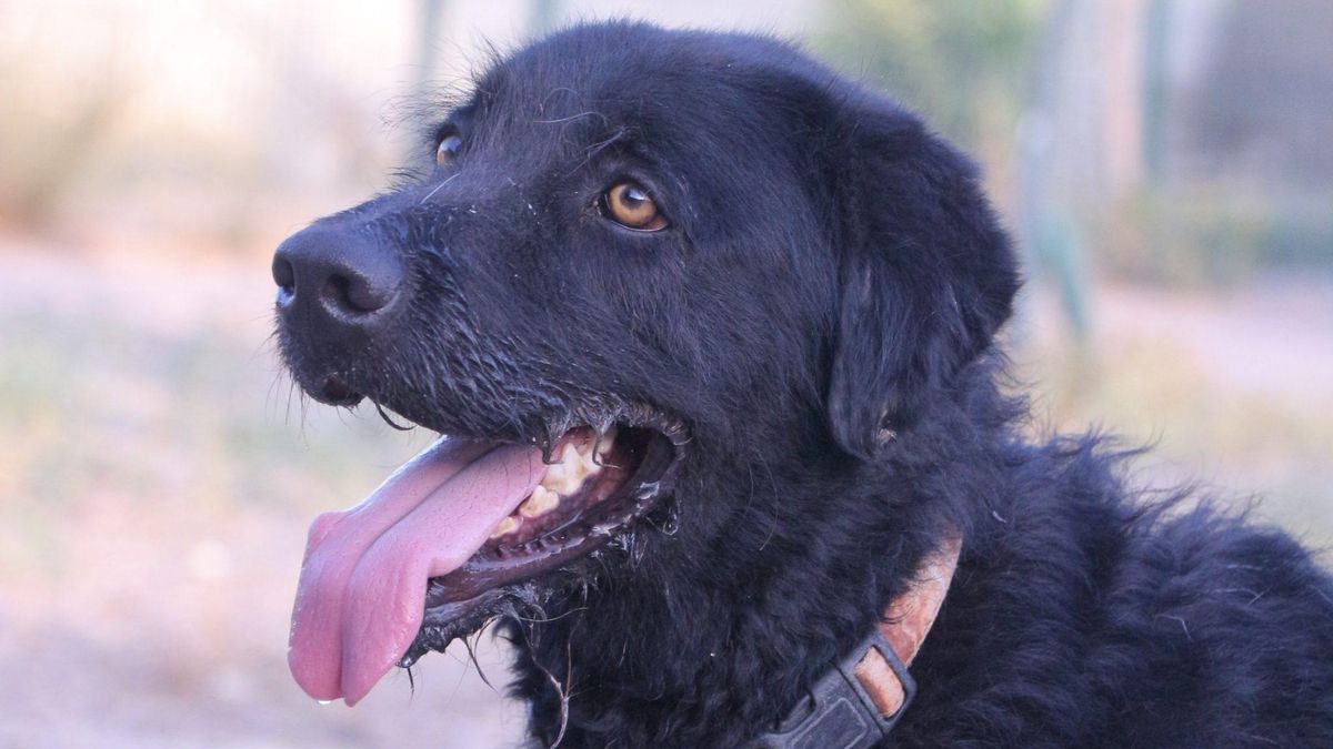 La interminable espera de Marqués, el perro que lleva años en un refugio y que sigue buscando familia