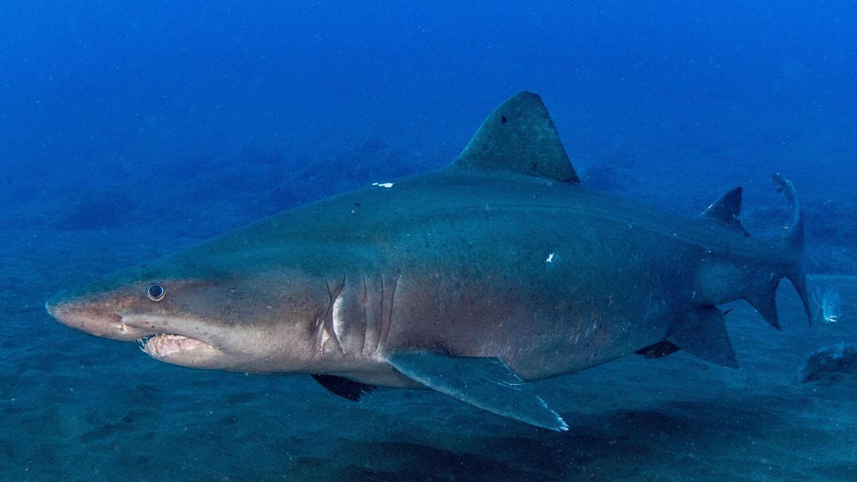 Miembros de los centros de buceo de La Restinga, en el municipio de El Pinar, han avistado en las últimas semanas un ejemplar de tiburón de la especie Odontaspis ferox, comúnmente denominados Tiburón Solrayo, en aguas de la Reserva Marina del Mar de Las Calmas, en El Hierro.