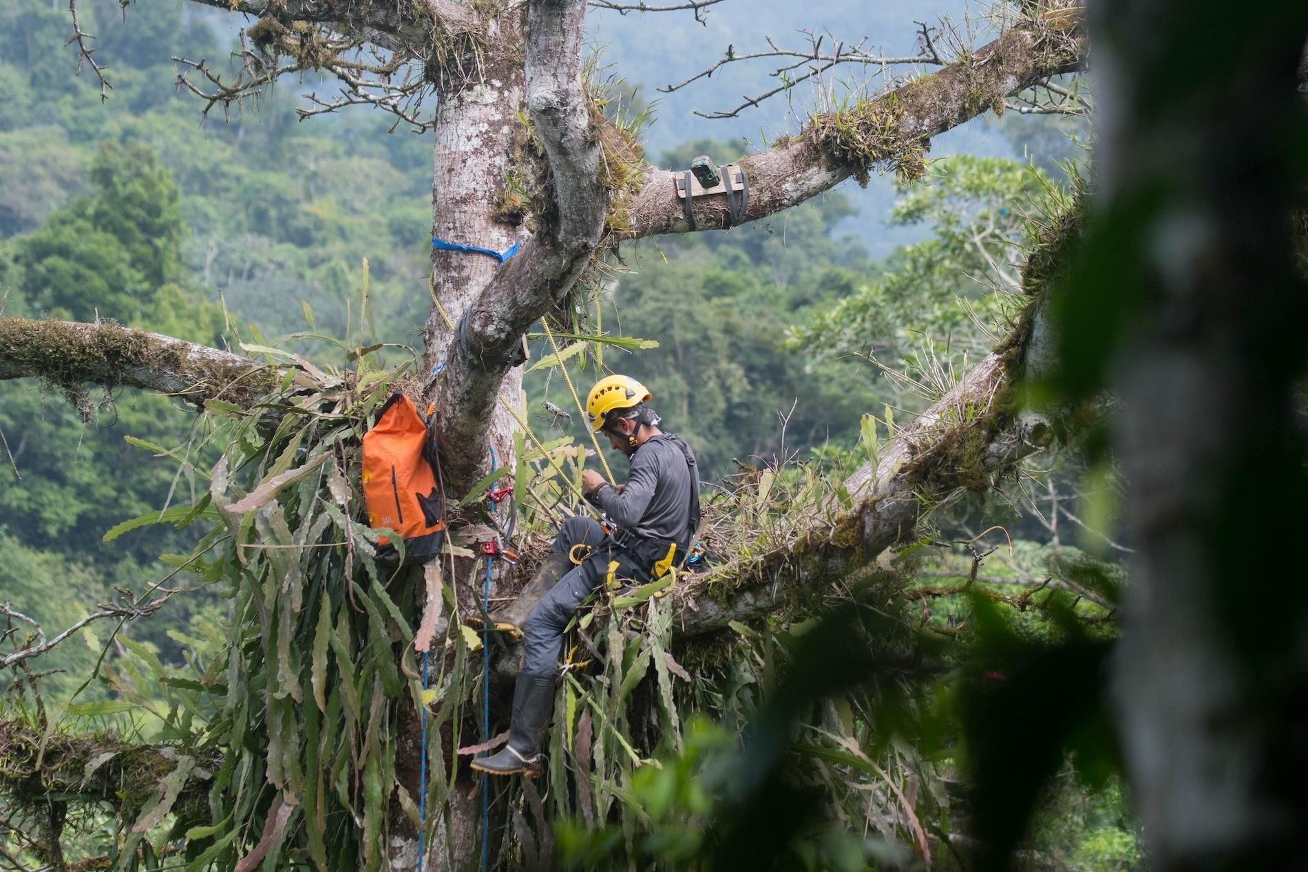 Mateo Giraldo Amaya, director del Proyecto Grandes Rapaces Colombia (PGRC), trepa a 45 metros para instalar cámaras trampa en un nido de águila crestada. Foto: cortesía Mateo Giraldo Amaya